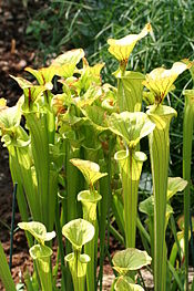 that Meadowview Biological Research Station was created to preserve the yellow pitcher plant?