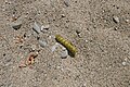 caterpillar in Gorges de Ardeche