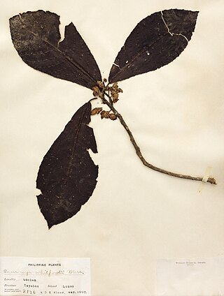 <i>Saurauia whitfordii</i> Species of flowering plant