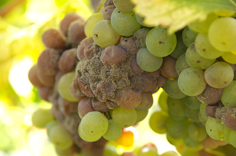 File:Sauternes noble rot grapes.jpg