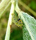 Thumbnail for File:Sawfly larva - Flickr - gailhampshire.jpg