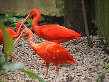 Scarlet Ibis Malaysia.jpg