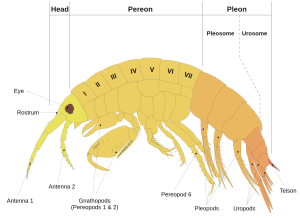 General layout of the amphipod bodyplan after Leucothoe incisa