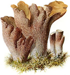 <i>Gomphus</i> (fungus) Genus of fungi