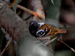 Покривник бурохвостий (Sciaphylax hemimelaena)