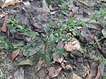 Scoparia dulcis plant