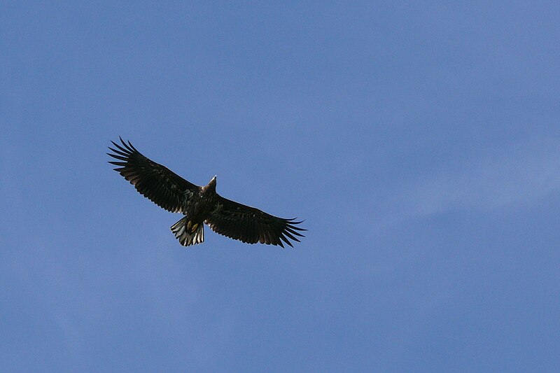 File:Seeadler (Haliaeetus albicilla).JPG