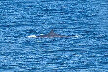 A sei whale showing distinctive upright dorsal fin Sei whale dorsal fin visible.jpg