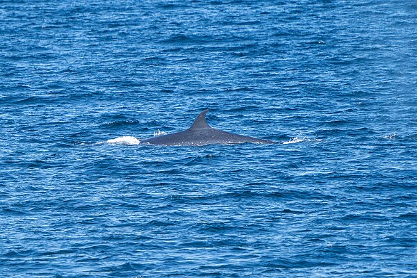 A sei whale showing distinctive upright dorsal fin