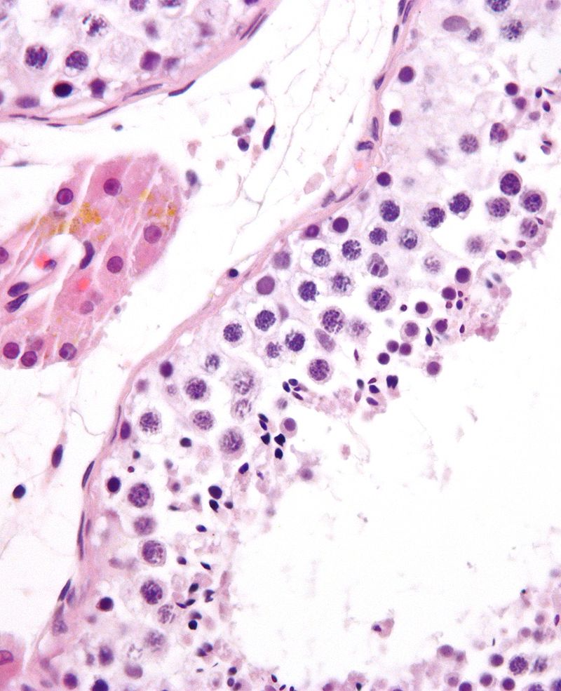 Pada proses spermatogenesis sel haploid akan mulai terbentuk pada tahap