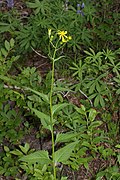 Senecio triangularis[англ.]