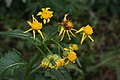 Senecio triangularis