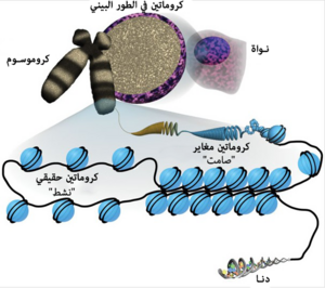 Sha-Boyer-Fig1-CCBy3.0 ar.png