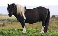 Shetland poni