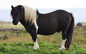 Shetland pony (2).jpg