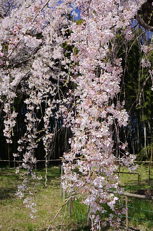 'Shidare-zakura' is the first recorded cultivar in Japan.