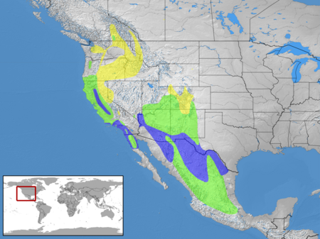 Sialia mexicana distribution.png