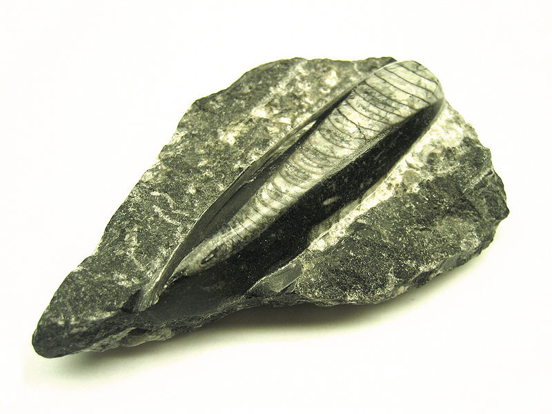File:Silurian Orthoceras Fossil Macro 1.JPG