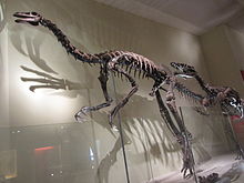 Skeleton of Beishanlong grandis.JPG