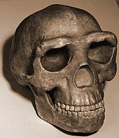 Homo erectus pekinensis