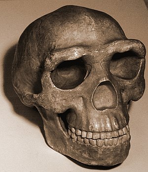 Skull pekingman.jpg