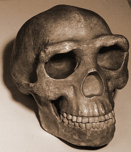Traditional reconstruction of the Peking Man skull