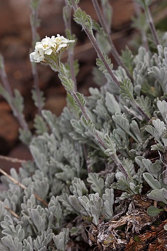 Smelowskia americana is endemic to the midlatitude mountains of western North America.