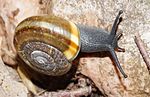 Chilostoma illyricum – lebend