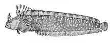 Soldatovia polyactocephala.jpg