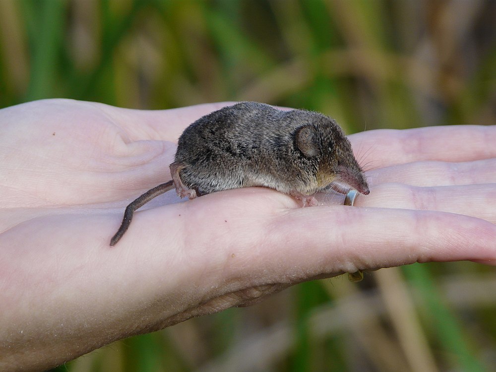 A Ornate shrew gets as old as 1.42 years