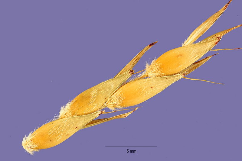 File:Sorghum bicolor subsp. arundinaceum seeds 3.jpg