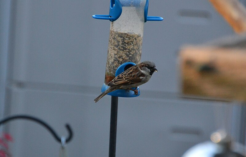 File:Sparrow (8406882448).jpg