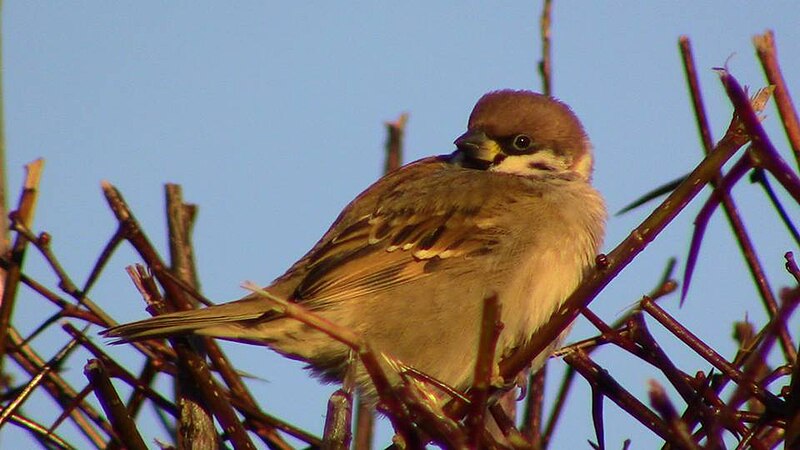 File:Sparrow sitting.jpg