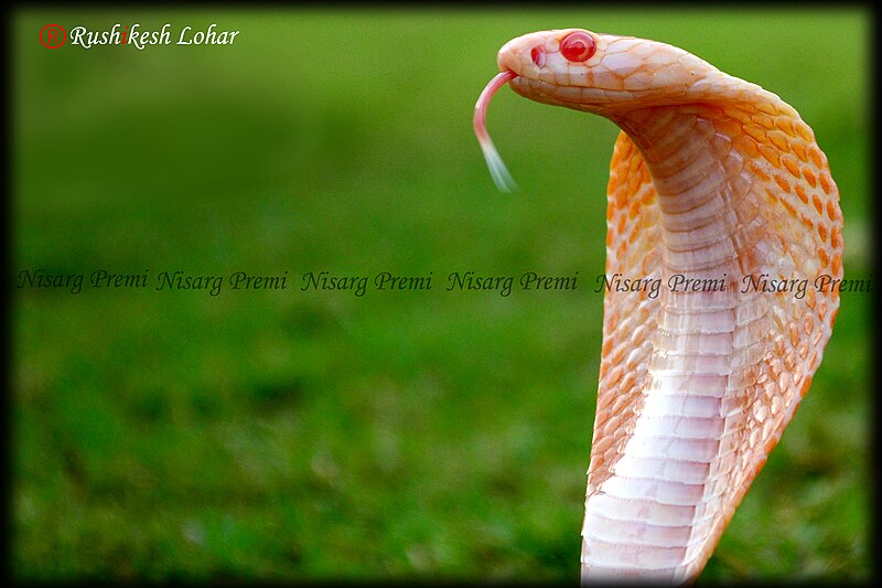 File:Specticled cobra.jpg