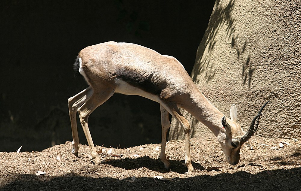 A Speke's gazelle gets as old as 12.67 years