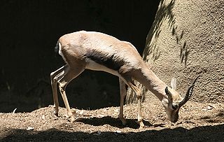 <span class="mw-page-title-main">Speke's gazelle</span> Species of mammal