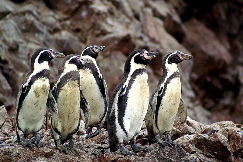 File:Spheniscus humboldti, Islas Ballestas 10.jpg