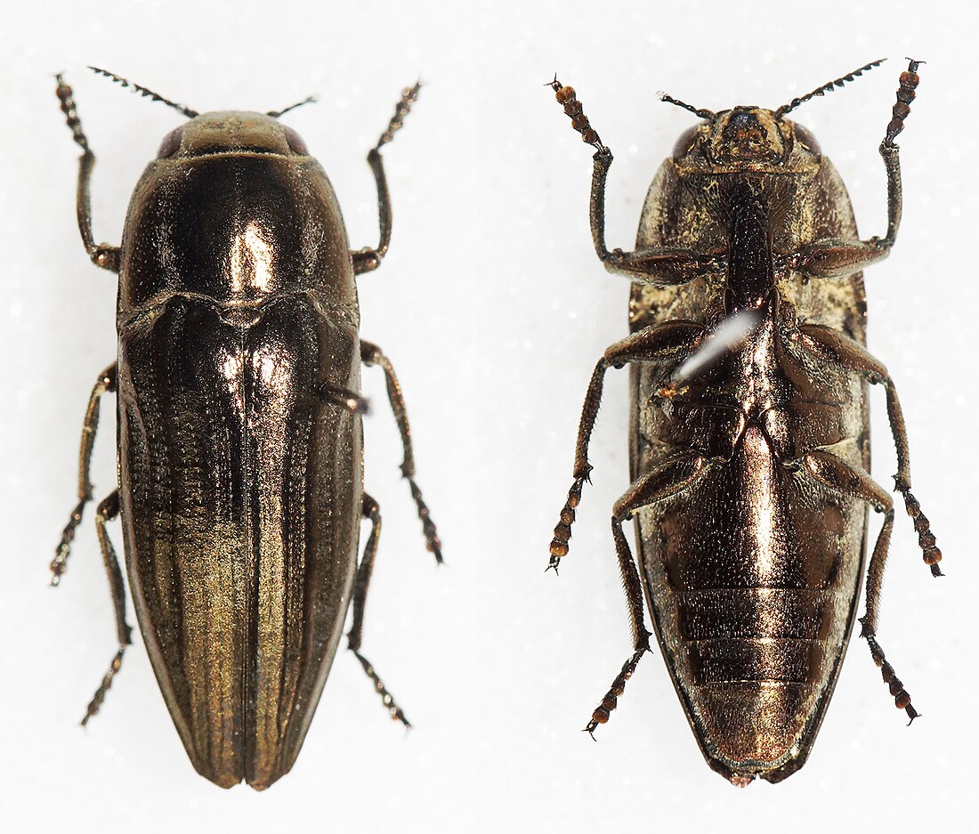 Sphenoptera