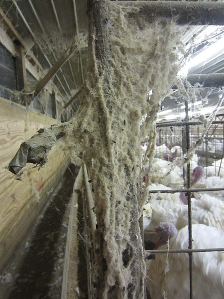 File:Spider webs found during an undercover investigation at a factory farm in North Carolina owned by Butterball. 10.jpg