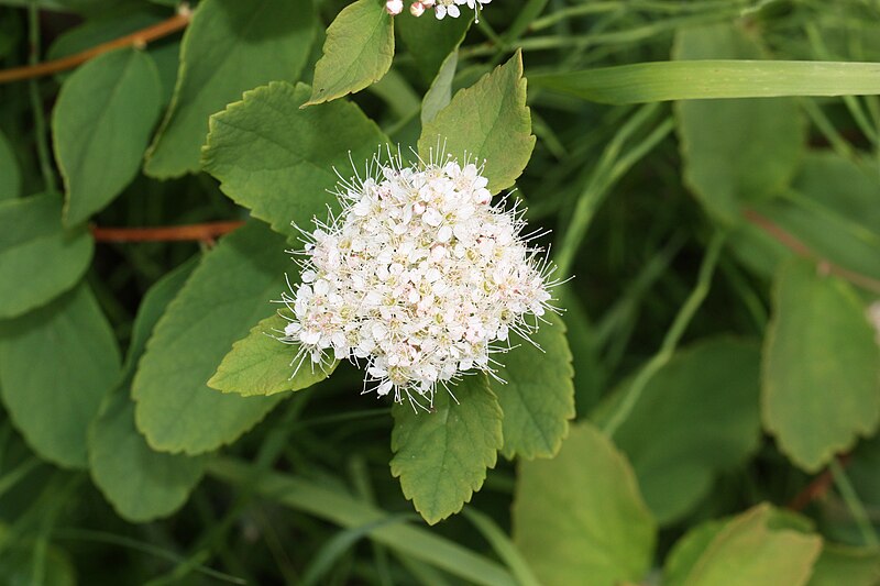 File:Spiraea stevenii 8583.JPG