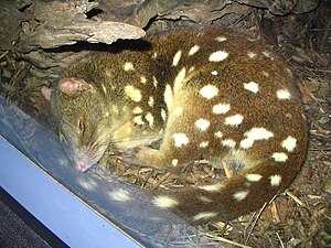 Tiger Quoll