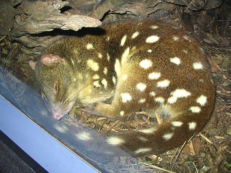 Spotted-tail quoll sleeping at Sydney Wildlife World.jpg