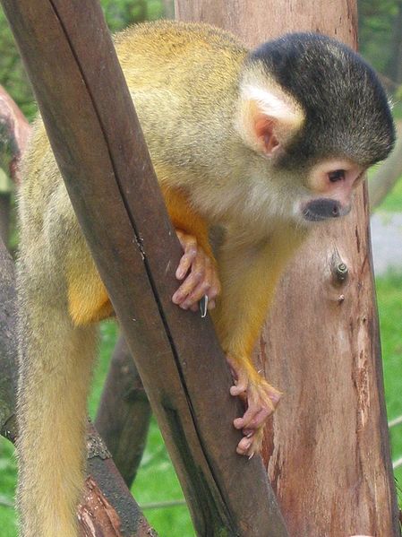 File:Squirrel monkey.jpg