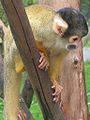 Genus Samiri Squirrel Monkeys