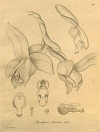 plate 280 Stanhopea tricornis