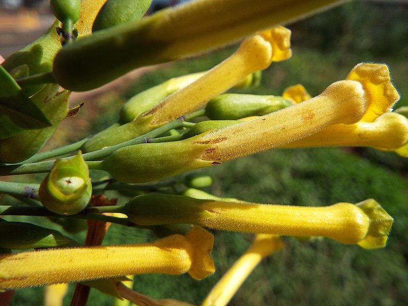 File:Starr-140109-3118-Nicotiana glauca-flower with nectar robbing-Ulupalakua-Maui (24608018144).jpg