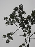 Thumbnail for Cecropia obtusifolia