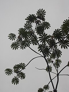 <i>Cecropia obtusifolia</i> species of plant