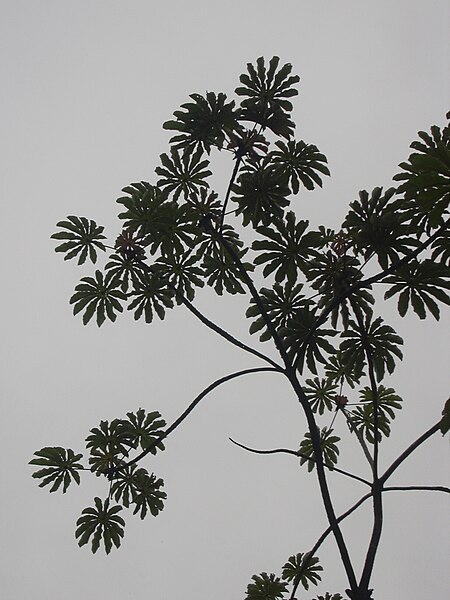 File:Starr 031118-0038 Cecropia obtusifolia.jpg