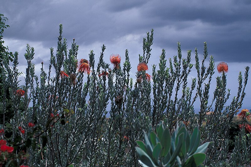 File:Starr 980529-4179 Leucospermum reflexum.jpg